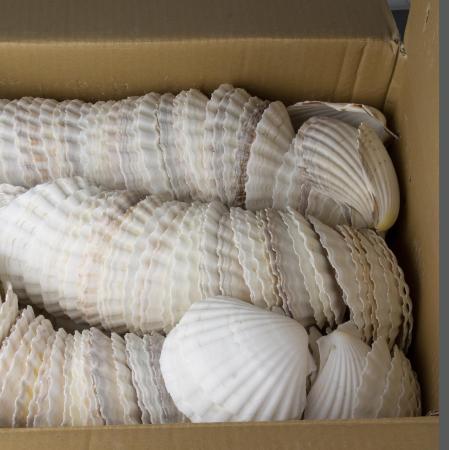 Coquilles Saint Jacques, vidées, nettoyées, 11-12 cm, unité 300pc